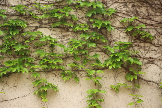 爬山虎