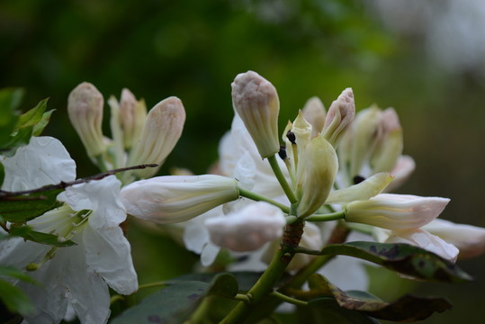 山花浪漫