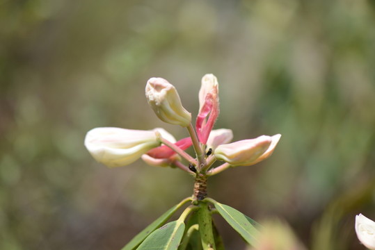 山花浪漫