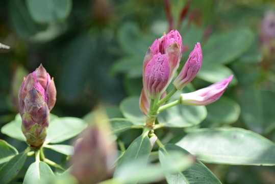 山花浪漫