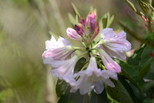 山花浪漫