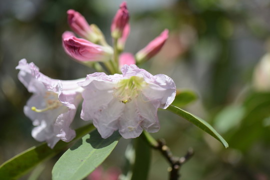 山花浪漫