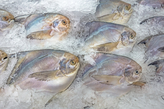 冰柜里的平魚(yú)