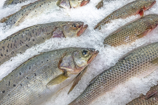 冰柜里的海鱸魚(yú)