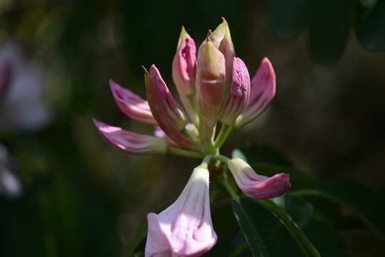 山花浪漫