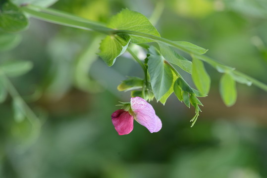 豌豆花