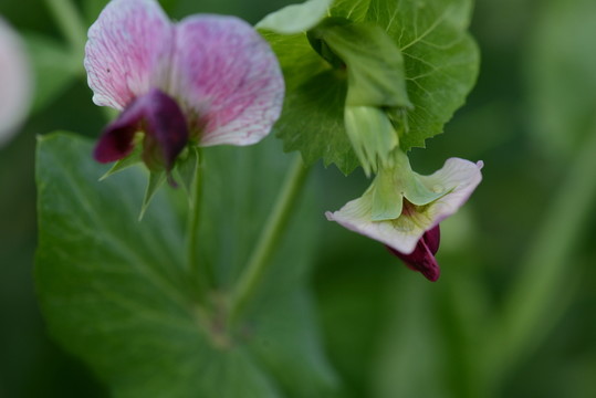 豌豆花