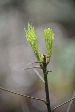 梁王茶