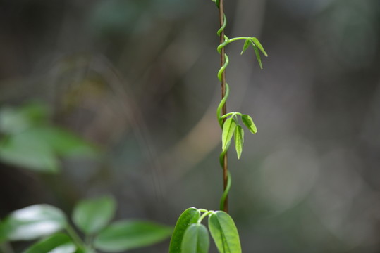 綠色藤蔓