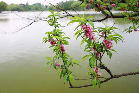 湖面枝頭桃花
