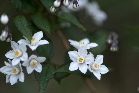 山花浪漫