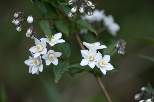 山花浪漫