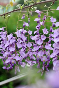 紫色的花 藤本植物 紫藤長廊