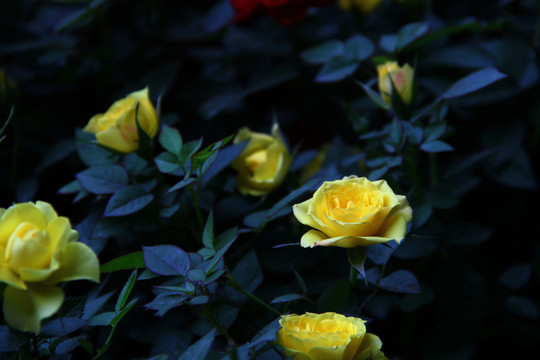 玫瑰花