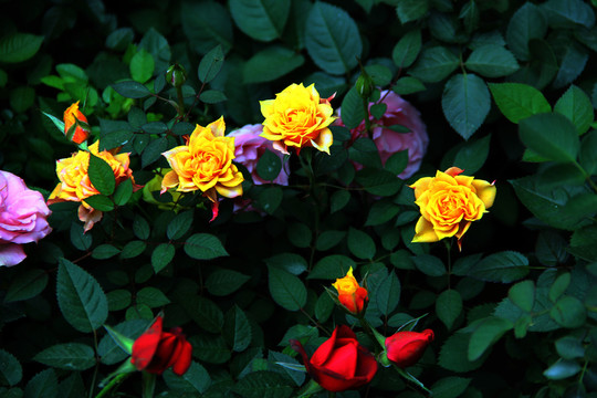 薔薇 花朵 花草花語