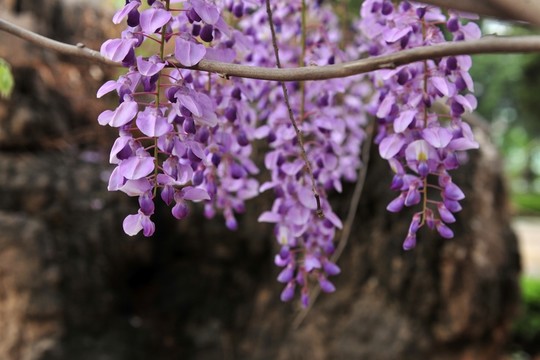 紫色花  藤本植物