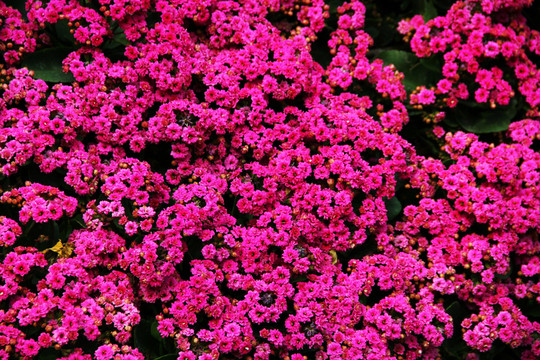 花叢個(gè)性鮮花 花海 萬紫千紅