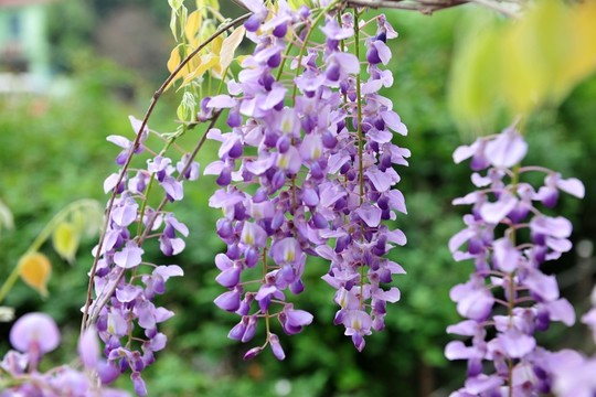 藤蘿 紫藤花