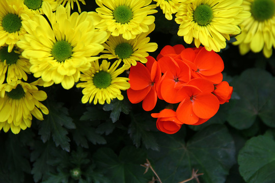 黃花 花叢 花田 花海 黃色