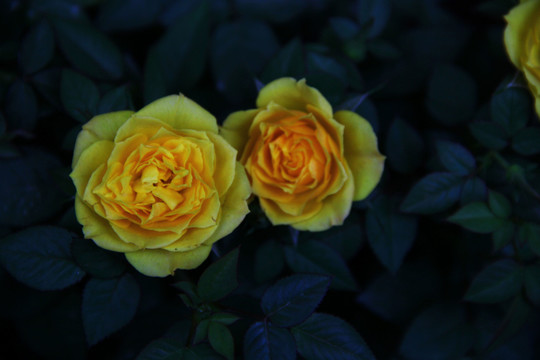 玫瑰 花 鮮花 花卉 月季
