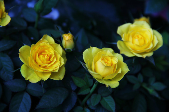 玫瑰薔薇特寫寫意 黃玫瑰