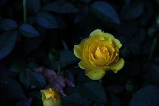 薔薇科 玫瑰花 鮮花 花卉