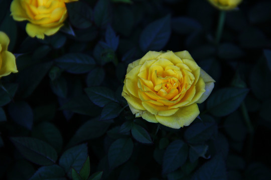 玫瑰薔薇特寫寫意 黃玫瑰