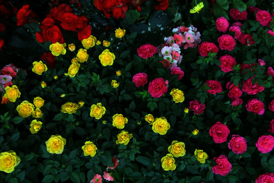 花叢小花朵 花園 后花園 庭院