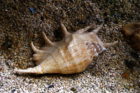 大海生物 貝殼空殼 海螺沙子