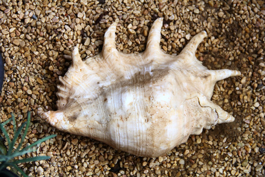 大海生物 貝殼空殼 海螺沙子