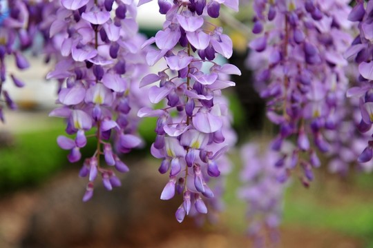紫色花  紫藤 紫藤花