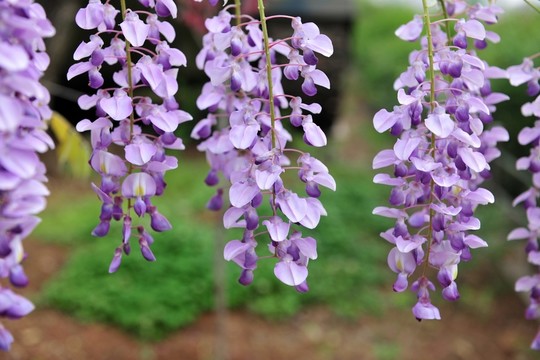紫色花  紫藤 紫藤花