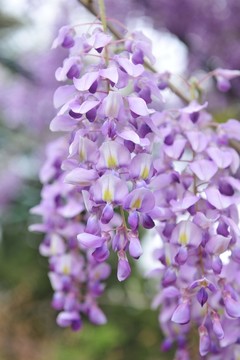 紫色花 紫藤 紫藤花