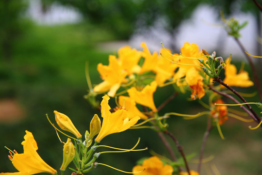 黃色杜鵑花