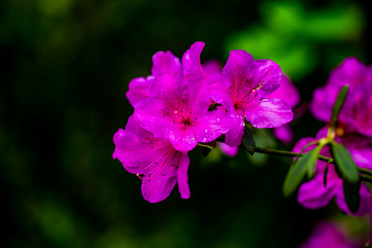 杜鵑花