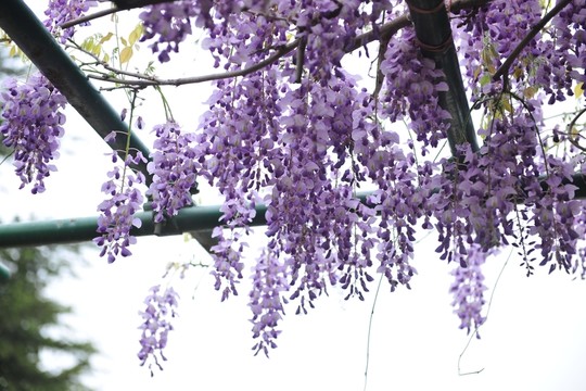 紫藤花 紫藤樹 紫色花