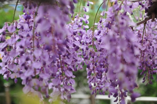 紫色花 紫色 紫藤 紫藤花