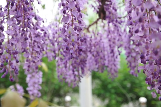 紫色花 紫色 紫藤 紫藤花