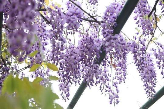 紫色花 紫色 紫藤 紫藤花