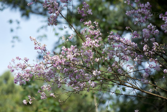 山花爛漫