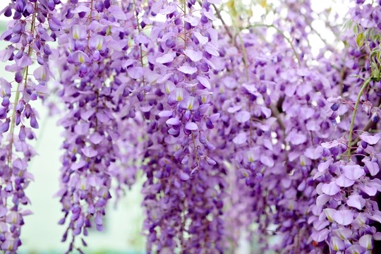 景觀樹(shù)  紫色花