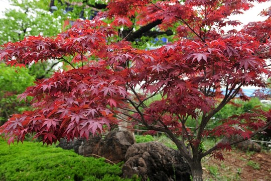 紅葉  樹(shù)葉 五角楓