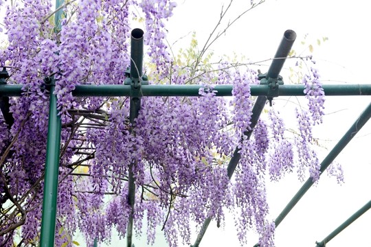 景觀樹  藤本植物  紫藤
