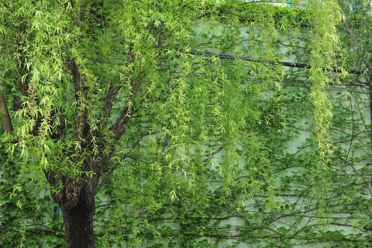 綠色背景