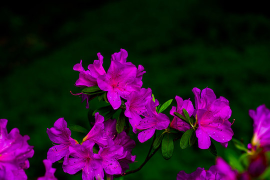 杜鵑花