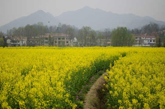 油菜花海