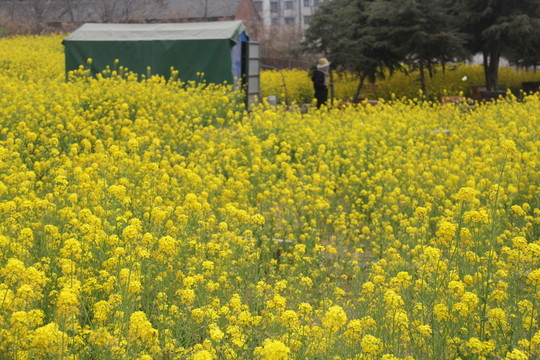 油菜花