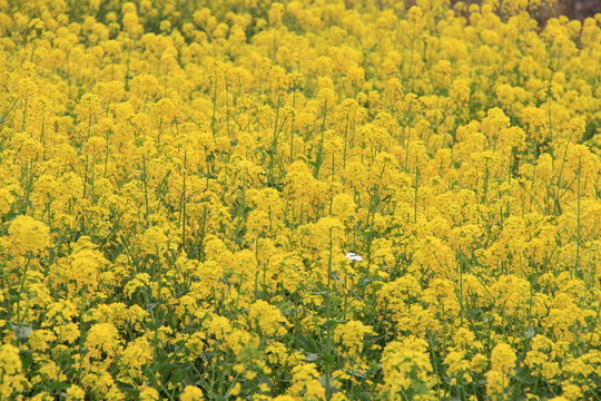 油菜花