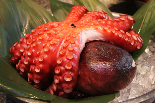 章魚(yú)