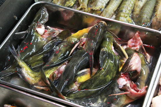 黃骨魚